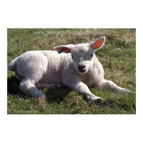Frail Lamb 2